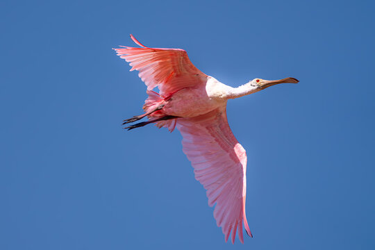 Roseate Spoonbill (Platalea ajaja), Colhereiro