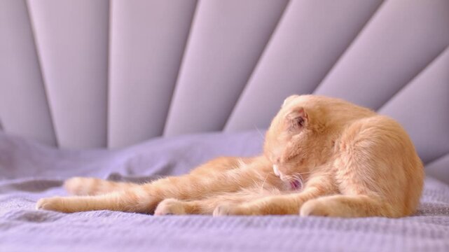 A ginger cat licks its fur while lying on a bed at home. A Scottish Fold cat is lounging on a bed getting ready for bed.