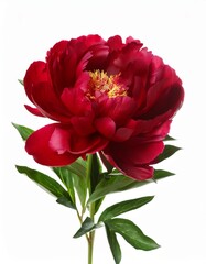 Dark Red Peony Blossom on White Background