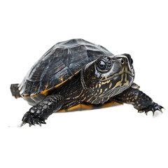 Fototapeta premium The photo of a Musk Turtle (Sternotherus spp.) isolated on white