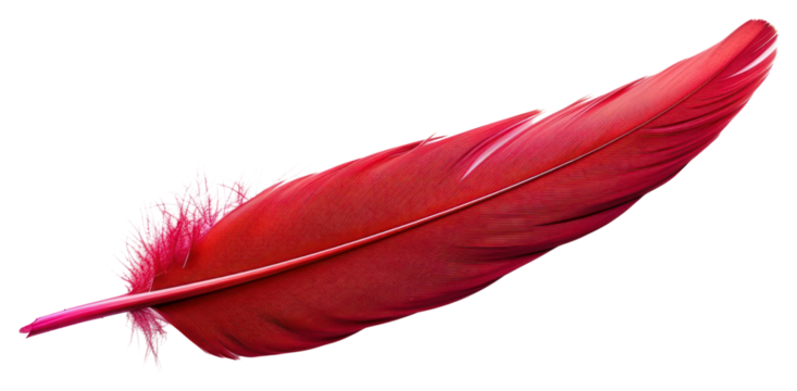 Vibrant red feather isolated white
