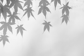 Obraz premium PNG Leaf shadows on white wall
