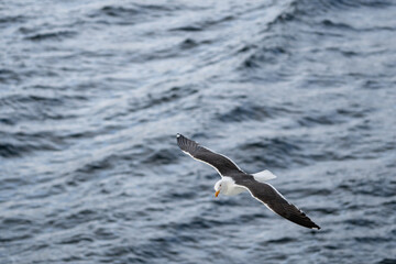 A seagull flying over the North Sea.