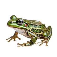 Obraz premium pond frog isolated on white background
