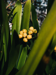 Obraz premium Clivia plant