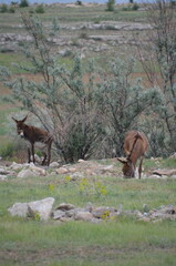 donkey in the mountains