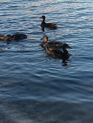 ducks on the lake