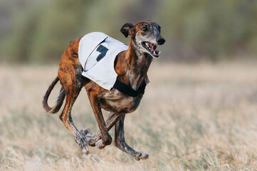 Greyhound running 