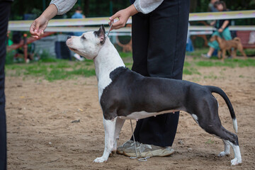 Handler shows a dog of the American Staffordshire Terrier breed at a dog show. A cute pet executes...