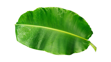 green banana leaf isolated on white background