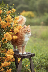 A photo of a red cat near a bush of yellow flowers. © Елена Косинова
