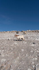 stone wall in the desert