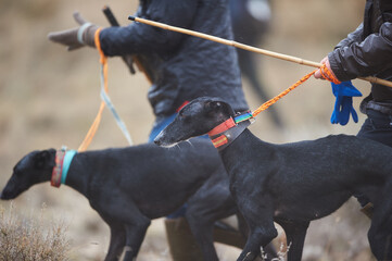 Hunting hares  with greyhounds