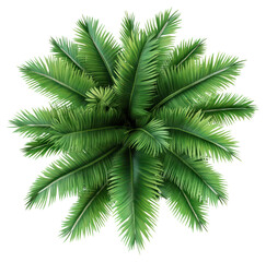 PNG Lush tropical palm leaves arrangement