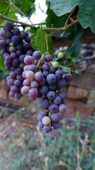 red wine grapes