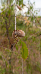 snail on a branch