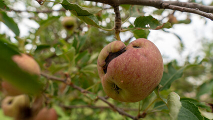 apples on tree