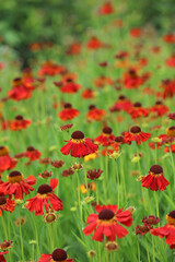 Bed of red Sneezeweed flowers, Derbyshire England
