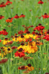Bed of Sneezeweed flowers, Derbyshire England

