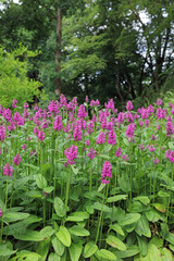 Closeup of a bed of Betony plants, Derbyshire England
