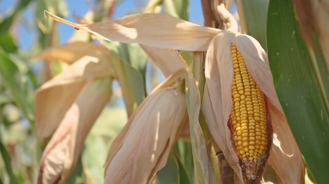 Ripe ear of corn in cultivated field, agriculture and farming