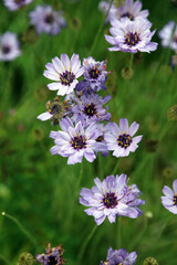 Closeup of Blue-flowered Cupid's dart flowers, Derbyshire England

