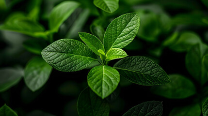 Close Green Plant With Lots Leaves