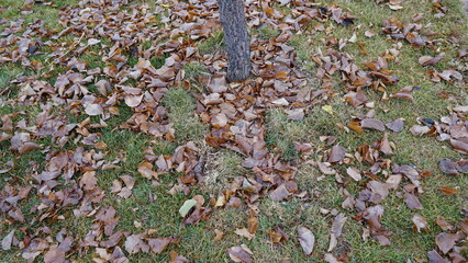 leaves on the ground