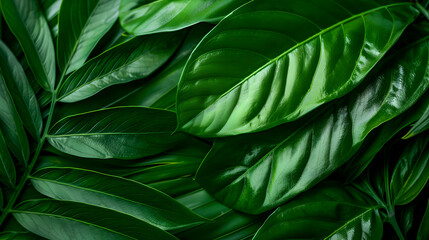 Close Large Green Leaf