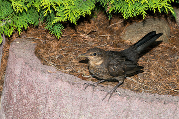 Junge Amsel ( Turdus merula )