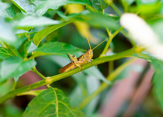 Close-up rufous grasshopper or Gomphocerippus on pepper plant at backyard garden in Dallas, Texas, medium-sized, broad, brown, short-horned grasshopper with clubbed antennae tipped pale color