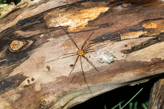 Weberknecht ( Phalangium opilio )
