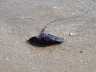 newborn ray in the sand