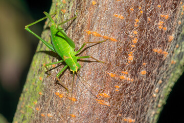 Punktierte Zartschrecke (Leptophyes punctatissima) Weibchen