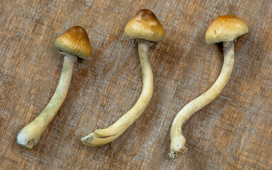 Close-up view of three fresh Psilocybe cubensis magic mushrooms on rustic wooden background.