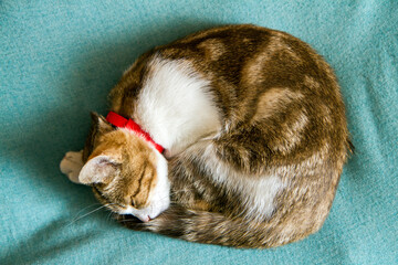 A domestic cat in a red collar is curled up and sleeping. Sleeping cat view from above.