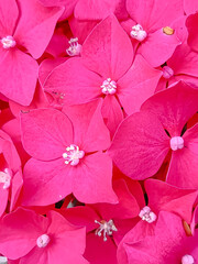Obraz premium pink and white flowers