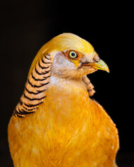 Golden Pheasant (Chrysolophus pictus) ♂, Faisão-dourado
