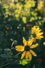 光に包まれるサンフィニティの黄色い花