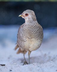 Golden Pheasant (Chrysolophus pictus) ♀, Faisão-dourado