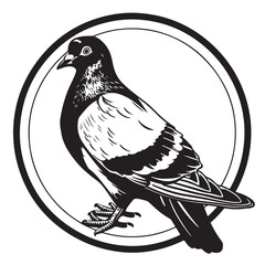 Pigeon Vectors and Illustrations  isolated on white background.
