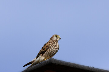 Turmfalke (Falco tinnunculus) auf dem Ansitz
