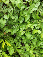 Mexican Creeper tree has been invaded by pests. The caterpillars have eaten the leaves until they became porous. The dark green heart-shaped leaves have been bitten until they have beautiful patterns.