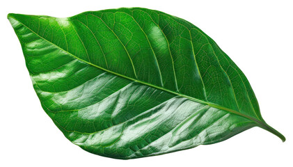 Obraz premium Vibrant green leaf illustration