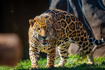 Jaguar (Panthera onca), Onça-pintada