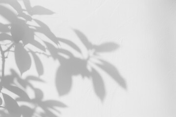 PNG  Soft shadow plant leaves