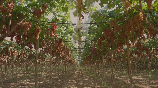 Red table grapes under an awning moving forward
