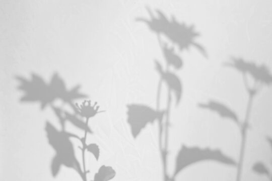 PNG  Botanical shadows on white background