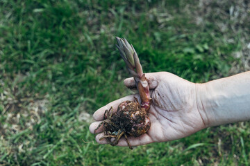 Close up of lily bulb in woman's hands ready to plant in spring garden. 