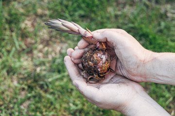 Close up of lily bulb in woman's hands ready to plant in spring garden. 
